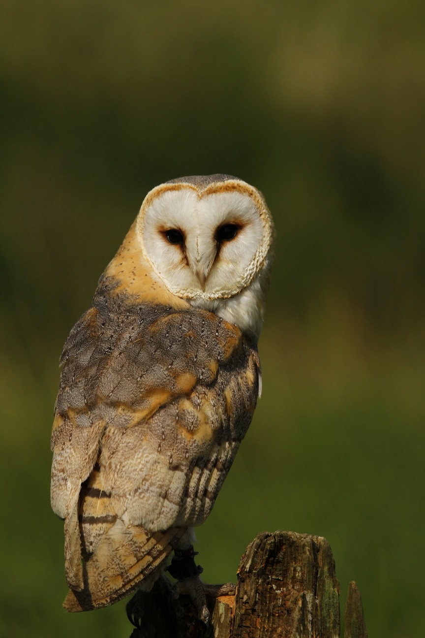  mg 1493 barnowl 98605769