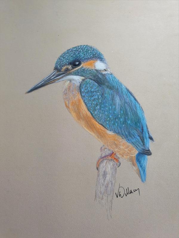 vivien willacy kingfisher 1121 3 1